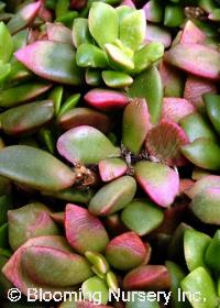 Sempervivum arachnoideum                 